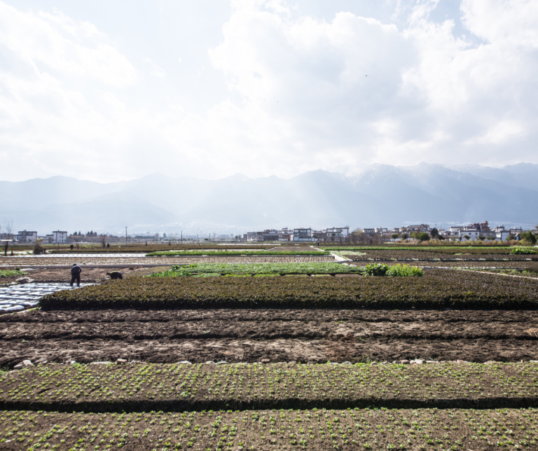 全球 17% 農地被重金屬污染：你的餐桌還安全嗎？
